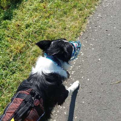 Spiele für Welpen-Beitrag-Bild