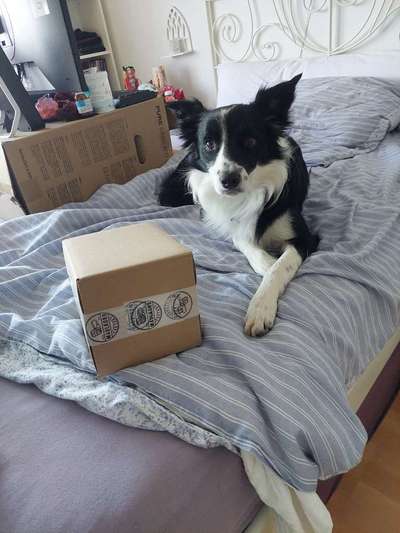 Wie sitzt mein Maulkorb / Maulkorb-Beratung-Beitrag-Bild