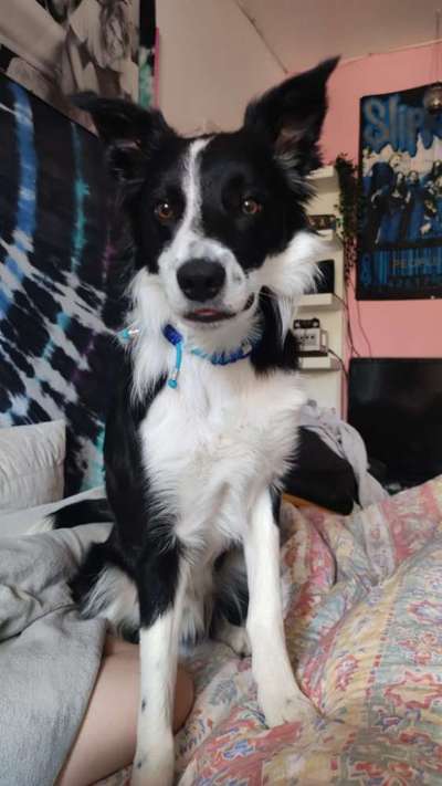 Em Keramik Halsbänder-Beitrag-Bild