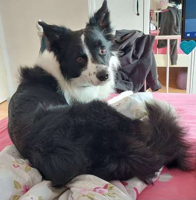 Vom Welpen zum Hund-Beitrag-Bild