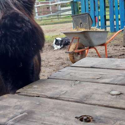 Hund mit zum Pferdestall nehmen-Beitrag-Bild