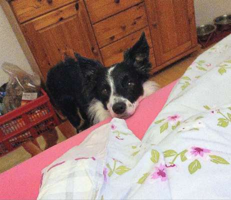 Dogorama Photo Challenge- Aufmerksamkeit bitte!-Beitrag-Bild