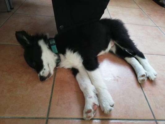 Vom Welpen zum Hund-Beitrag-Bild