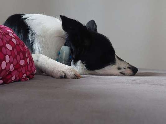 Welches Halsband für Tractive-Beitrag-Bild