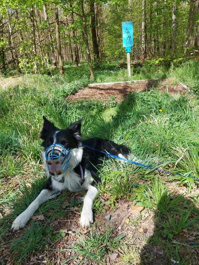 Wie sitzt mein Maulkorb / Maulkorb-Beratung-Beitrag-Bild