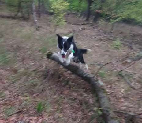 61. Handyfotochallenge - der springende Hund-Beitrag-Bild