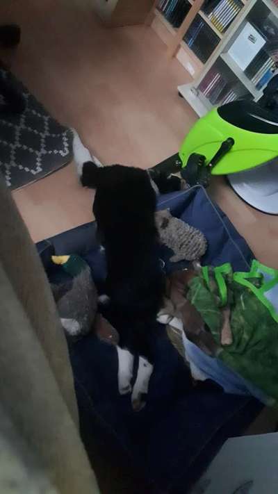 Chaos in der Bude-Beitrag-Bild