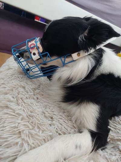 Wie sitzt mein Maulkorb / Maulkorb-Beratung-Beitrag-Bild