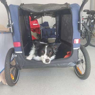 Fahrradanhänger für einen mittelgroßen Hund-Beitrag-Bild