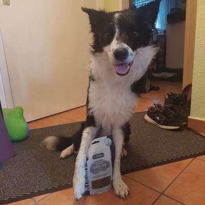 Hundetricks, Ideen-Beitrag-Bild
