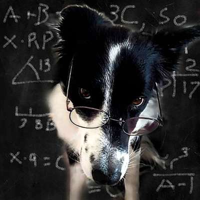 Hundetreffen-Trainingsgruppe Kreis Offenbach-Bild
