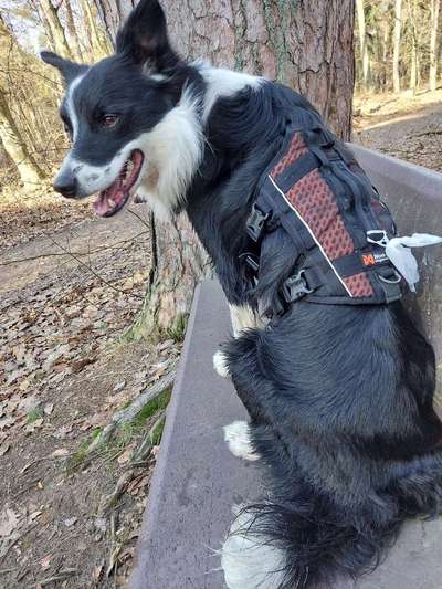 Geschirr -Befestigungsring am Bauch hinten-Beitrag-Bild