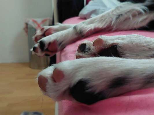 Dogorama Photo Challenge - Details Ganz nah-Beitrag-Bild