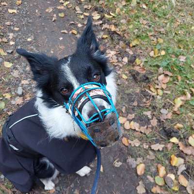 Kurze Leine, Schleppleine oder Freilauf? (Giftköder)-Beitrag-Bild