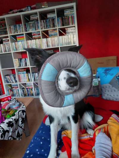 Dogorama Photo Challenge - Durchblick-Beitrag-Bild