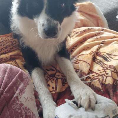 Welche besondere Angewohnheiten haben eure Hunde?-Beitrag-Bild