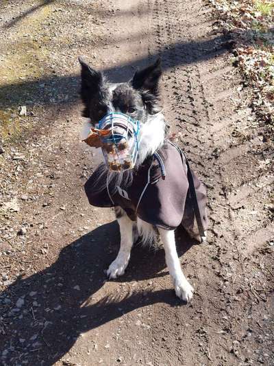 Schnüffeln an Grasbüscheln 
Schlecken am Gras-Beitrag-Bild