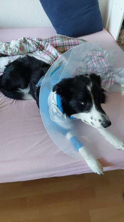 Foto-Challenge: Der schmollende Hund-Beitrag-Bild