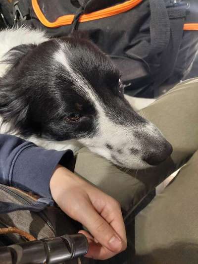 85. Foto Challenge : Schosshund-Beitrag-Bild