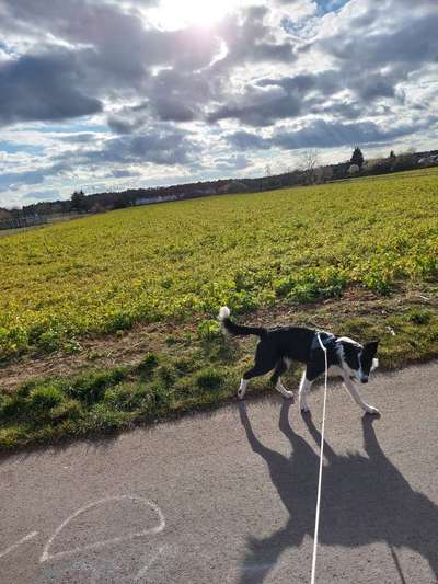 156. Fotochallenge *** DEIN HUND UND DIE WUNDERSCHÖNEN WOLKEN ***-Beitrag-Bild