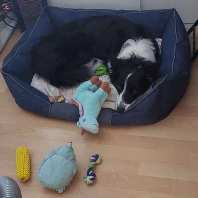 Wie kam es zum Namen eurer Hunde? :)-Beitrag-Bild