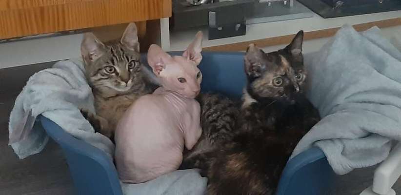 Nicht ganz alltägliche Hundenamen.
Wie kreativ wart ihr?-Beitrag-Bild