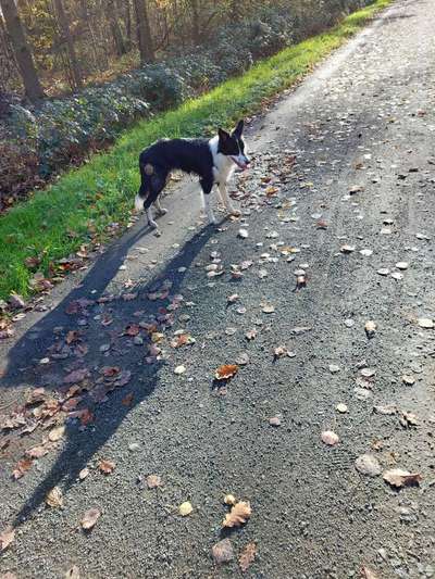 43. Collage Challenge - Schattenspiele-Beitrag-Bild