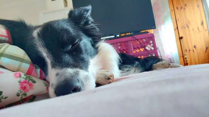 63. Handyfotochallenge   * Nase dran ! *-Beitrag-Bild