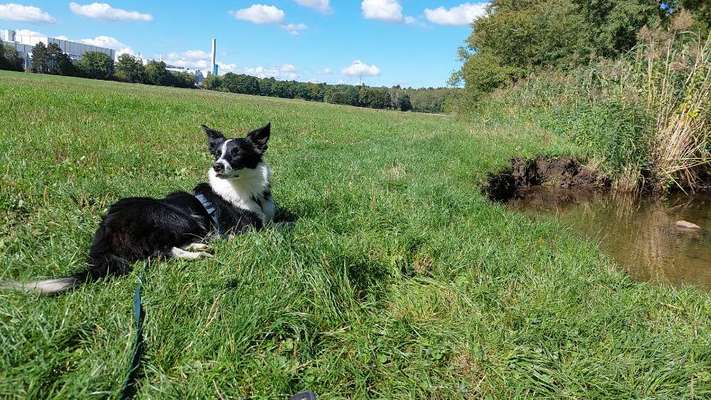 Handy Fotochallenge Nr. 52: Dein Hund mit blauem Himmel-Beitrag-Bild