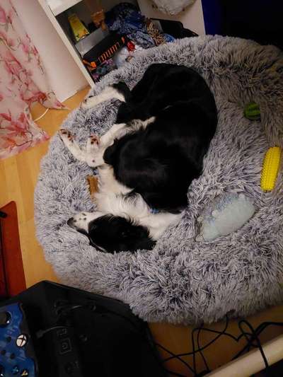 Spielzeug welches lange hält?-Beitrag-Bild