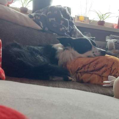 Auslauf (körperlich und geistig)-Beitrag-Bild