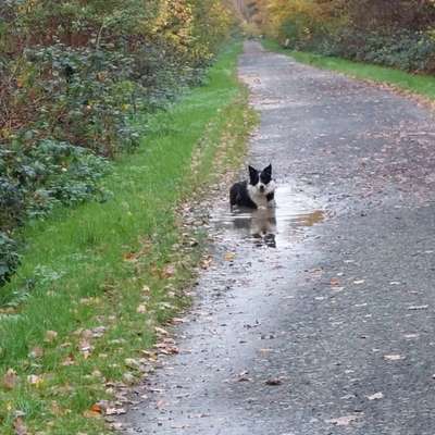 Reinrassige Hunde?-Beitrag-Bild