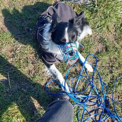 Schleppleine, bitte Kaufempfehlung-Beitrag-Bild