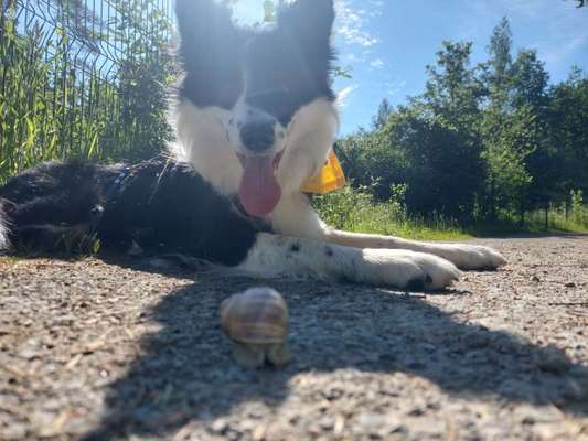 35. Impulskontrollübung "Kontakt mit anderen Tieren"-Beitrag-Bild