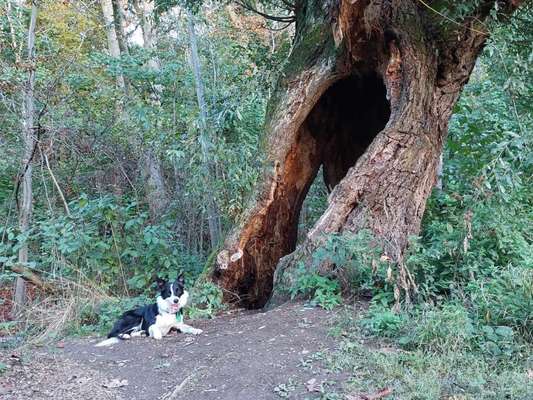 Dogorama Photo Challenge - Mein Holz und ich-Beitrag-Bild