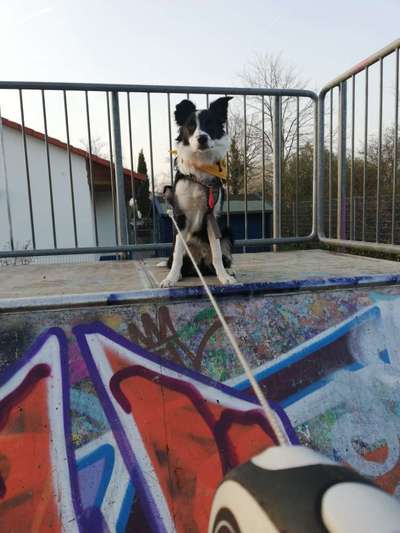 149. Foto Challenge: Wer ist hier der Boss!-Beitrag-Bild