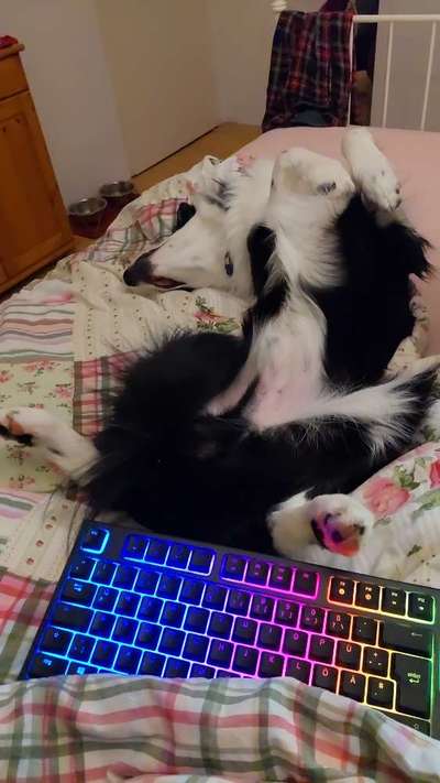 Dogorama Photo Challenge - Zeigt her eure Bäuche-Beitrag-Bild