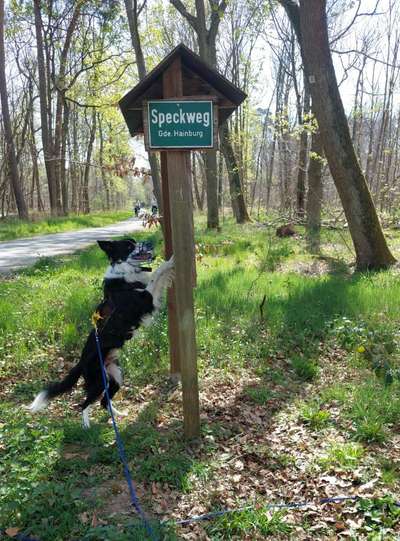 Brustgeschirr im Sommer-Beitrag-Bild