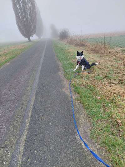 Leinenpflicht - wie lastet ihr eure Hunde aus?-Beitrag-Bild