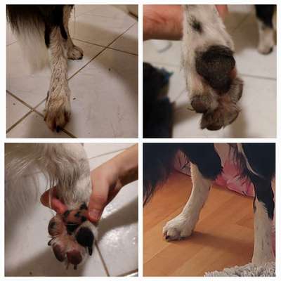 Erfahrung mit Pfotenreiniger-Beitrag-Bild