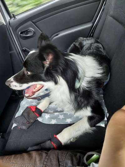 Foto Challenge Thema "Hunde im Auto"-Beitrag-Bild