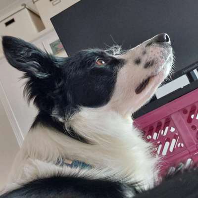 34. Farben-Challenge: Punkte - Punkte - Pünktchen-Beitrag-Bild