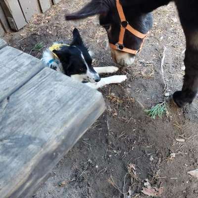 Hund mit zum Pferdestall nehmen-Beitrag-Bild