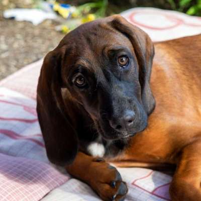 Hundetreffen-Gassi- und Spiele Runde-Bild