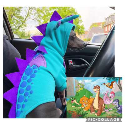 Dogorama Photo Challenge - TV Hund-Beitrag-Bild