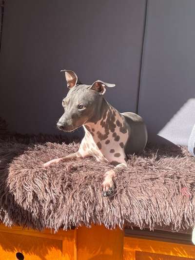 36. Handy Foto Challenge - Sonnenanbeter-Beitrag-Bild