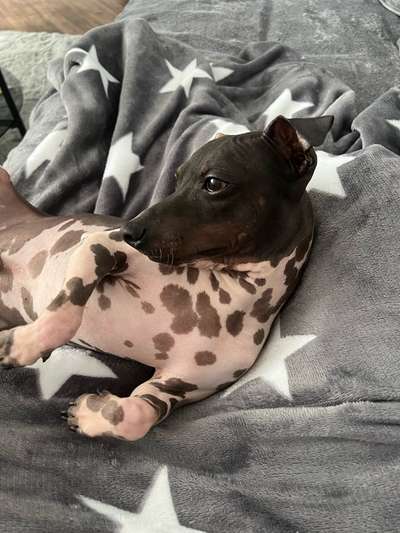 Mögen eure Hunde mit euch zu chillen?-Beitrag-Bild