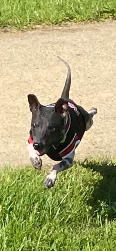 Dogorama Photo Challenge - Hunde in Action-Beitrag-Bild