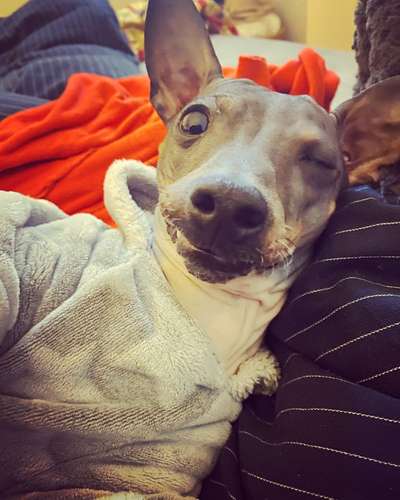 Dogorama Photo Challenge - Frühjahrsmüdigkeit-Beitrag-Bild