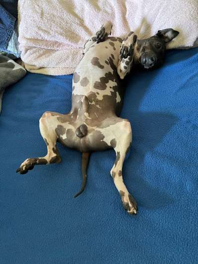 Dogorama Photo Challenge - Zeigt her eure Bäuche-Beitrag-Bild